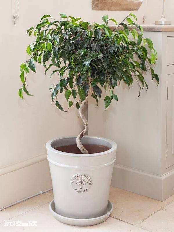 木本植物盆栽有哪些图片(适合养客厅的7种木本绿植)-图片7